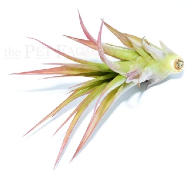 Tillandsia brachycaulos abdita